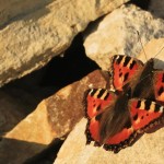 Nezmar babočka kopřivová - často vůbec první zpozorovaný jarní (denní) motýl