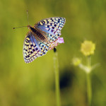 Líc křídel mladých čerstvých samic umí být lomem světla na slunci nebývale veselý a (stejně jako u mnoha jiných druhů perleťovců) dosahovat modrých kontur. Foto M. Fišer